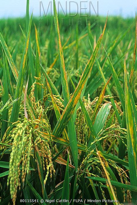 Minden Pictures Bacterial Leaf Streak Xanthomonas Oryzicola On Rice