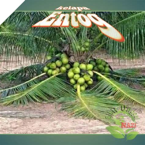 Jual Bibit Kelapa Genjah ENTOK Super Unggul Tanaman Kelapa Pendek Cepat