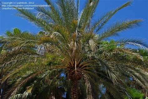 PlantFiles Pictures: Date Palm 'Deglet noor' (Phoenix dactylifera) by ...