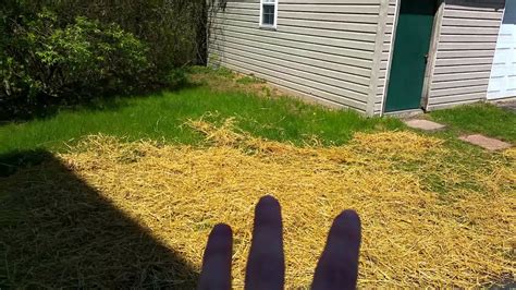 2015 04 27 Placing Straw On The New Grass Seed Youtube