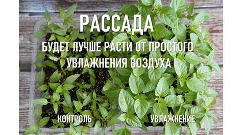 Рассада будет лучше расти от увлажнения воздуха - YouTube