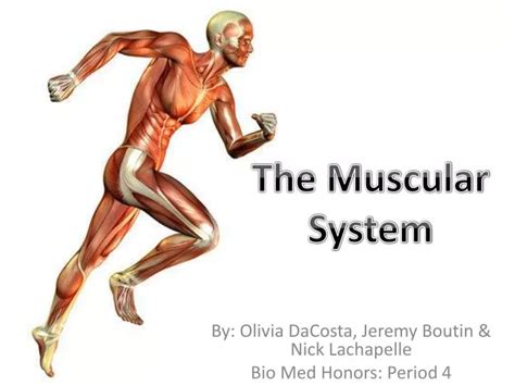 Ppt The Muscular System Powerpoint Presentation Free Download Id