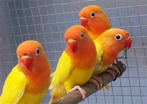 Jenis Burung Lovebird Pastel Kuning Avesnesia