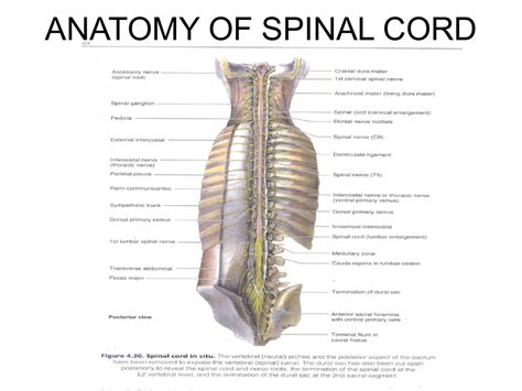 Spinal Anesthesia