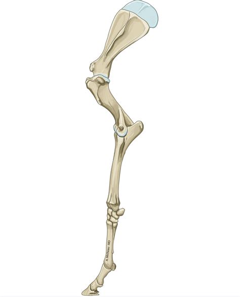 Bones Of The Hindlimb Equine Diagram Quizlet