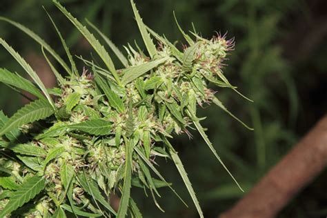 Strongest strains of Sativa | Marijuana.TM - Cannabis News