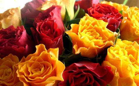 Yellow Red Roses