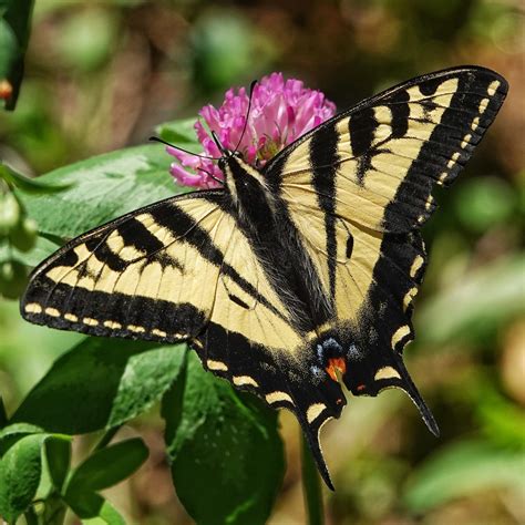 Papilio Rutulus Western Tiger Swallowtails 10000 Things Of The