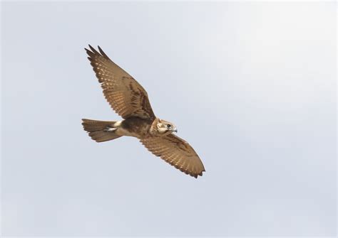 Brown Falcon in Flight by NeilSchofield | ePHOTOzine