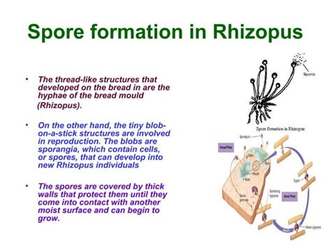 Asexual Reproduction Ppt PPT