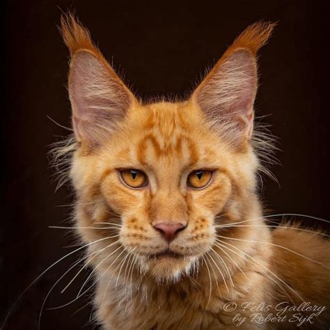 Ce Photographe Pr Sente La Beaut Majestueuse Des Maine Coons