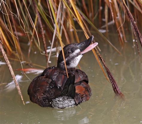 Pictures And Information On Lake Duck