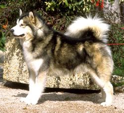 Pasma ALJAŠKI MALAMUT (Alaskan Malamute) - Smrček.si
