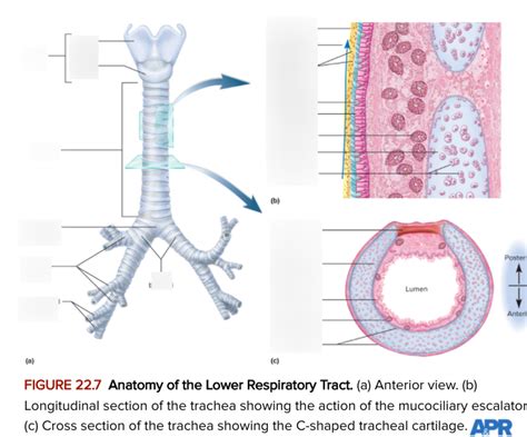 Lower Respiratory Tract Diagram Quizlet