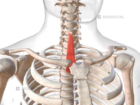 Right Sternothyroid Biodigital Anatomy