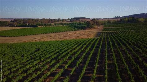 Aerial View Of Vineyards By Stocksy Contributor Gillian Vann Stocksy