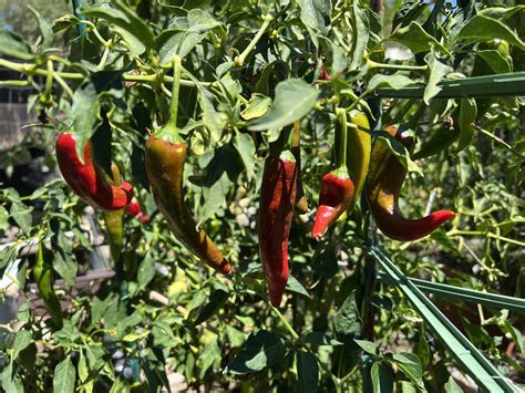 I Have Used Guajillo Chiles In The Past Dried But I Grew Them This