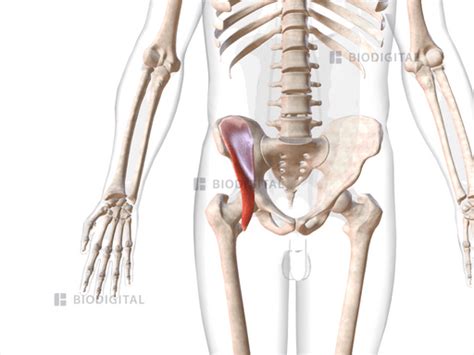 Right Iliacus Biodigital Anatomy