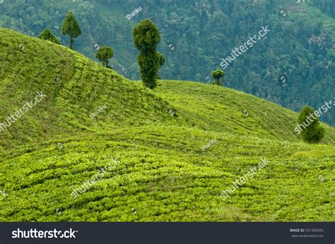 Darjeeling Tea Garden: Over 6,279 Royalty-Free Licensable Stock Photos ...