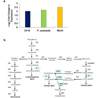 A Putative Sinapoyl Glycoside Metabolite Accumulates In Response To