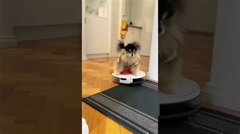 Pomeranian Likes To Ride On Robot Vacuum Pomeranian Dogs Shorts