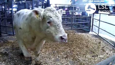 LSL Auctions POPULAR Charolais Bullock At Carnaross Mart Lot 182