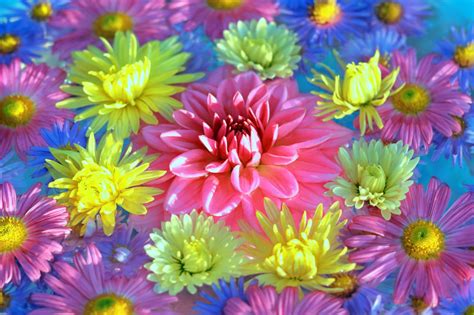 Chrysanthemum Flowers jigsaw puzzle in Flowers puzzles on ...