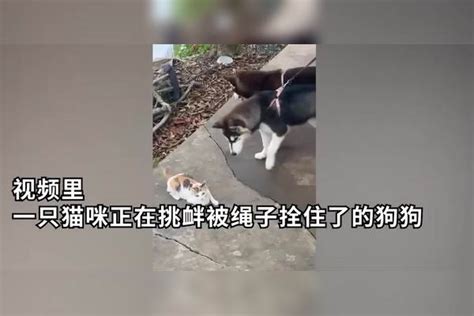 笑晕猫咪疯狂挑衅被栓住的狗子你怎么就是咬不到我呢 挑衅 猫咪