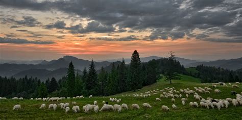 Sheep Grazing In The Mountains At Sunset Best Pictures In The World