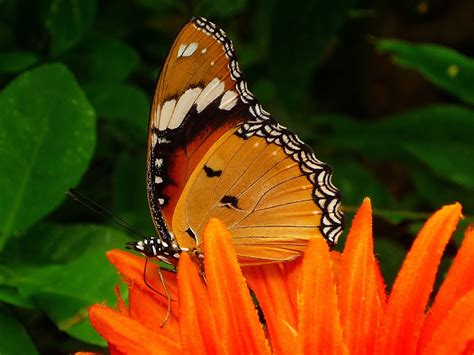 Mariposa Insecto Volador Foto Gratis En Pixabay