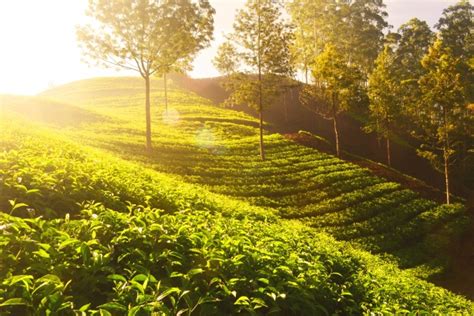 Tea Plantation Free Stock Photo Public Domain Pictures