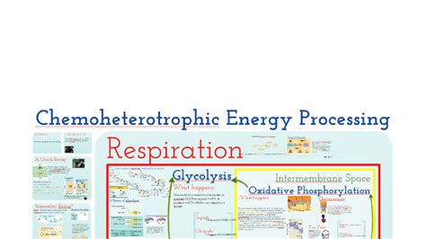 AP Bio- Metabolism 2: Chemoheterotrophic Nutrition by Nathan Grover on ...