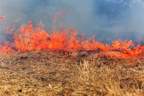 Los Fuegos Del Bosque Y De La Estepa Se Secan Totalmente Para Destruir