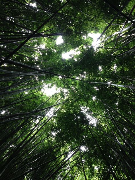 Gambar Pohon Alam Cabang Cahaya Menanam Sinar Matahari Daun Bunga Perspektif