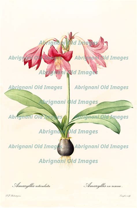 Netted Veined Amaryllis Old Illustration Of Netted Veined Flickr