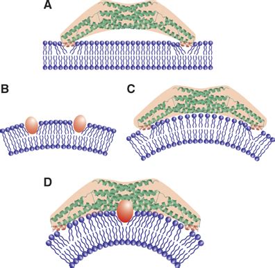 Endophilin BAR Domain Drives Membrane Curvature By Two Newly Identified