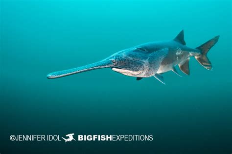 Paddlefish 2021 Big Fish Expeditions