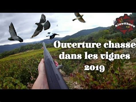 OUVERTURE CHASSE Dans Les VIGNES 2019 CHASSE Aux GRIVES PIGEONS