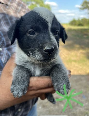 Blue Heeler Puppies Nex Tech Classifieds