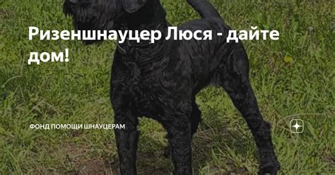 Ризеншнауцер Люся - дайте дом! | Фонд помощи шнауцерам | Дзен