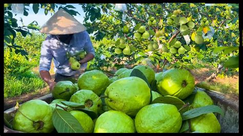 Modern Agriculture Guava Farming Guava Cultivation And Harvesting