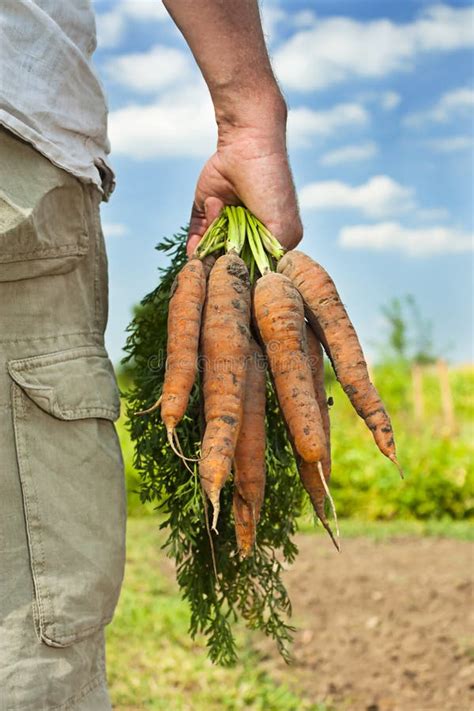 Carrot Harvest Stock Image - Image: 20771091