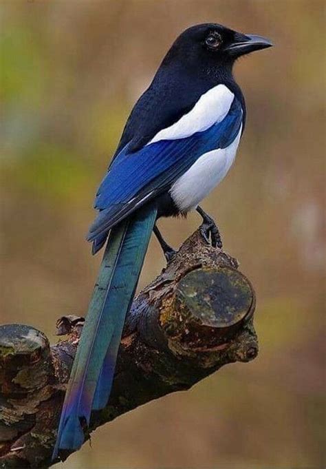 Pin By Lynette Michael On Birds Of A Feather Eurasian Magpie