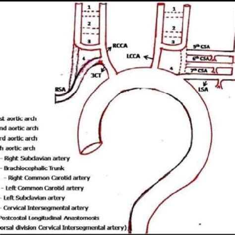 The Derivatives Of Aortic Arch Arteries A Schematics