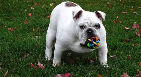 Indestructible Dog Toys For Bulldogs Wow Blog