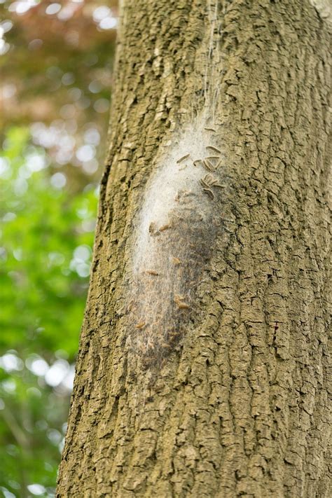 La Solution Infaillible Contre Les Chenilles Processionnaires