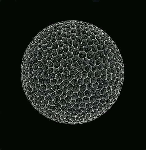 Geometry Matters - Radiolarian Structure