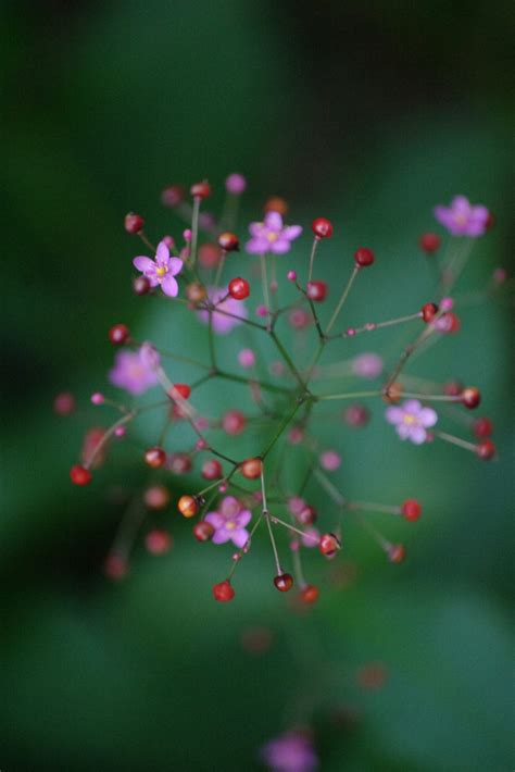 丸い玉状のつぼみからはじける・・線香花火のよう ハゼラン 株式会社 ラビナス