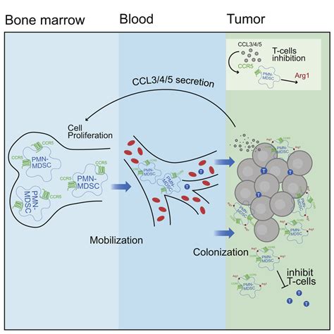 Ccr5 Directs The Mobilization Of Cd11bgr1ly6clow Polymorphonuclear