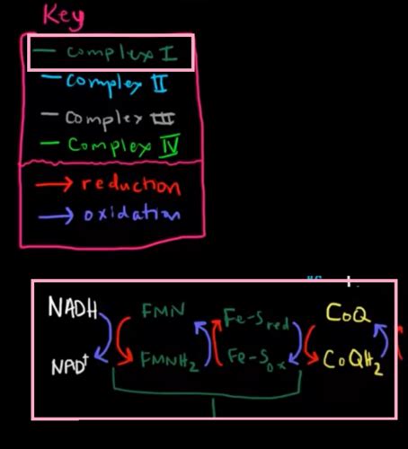 Electron Transport Chain Electron Transport Chain Flashcards Quizlet